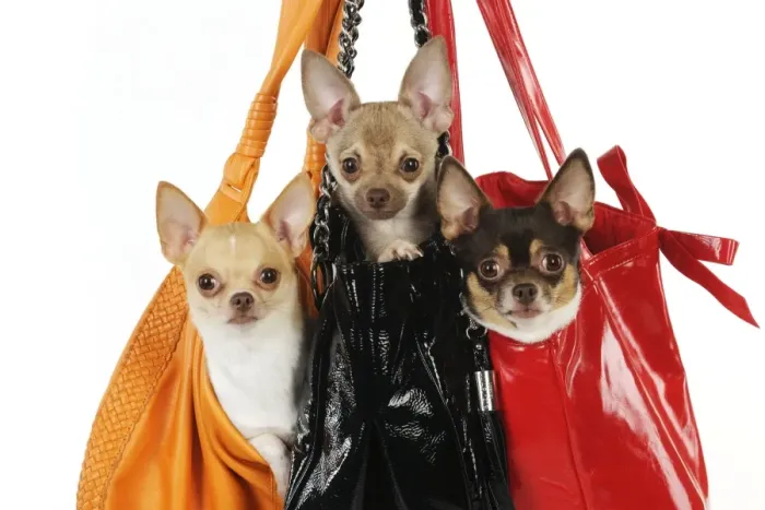 Framed Print : DOG. Chihuahuas in handbags Framed Print : DOG. Chihuahuas in handbags