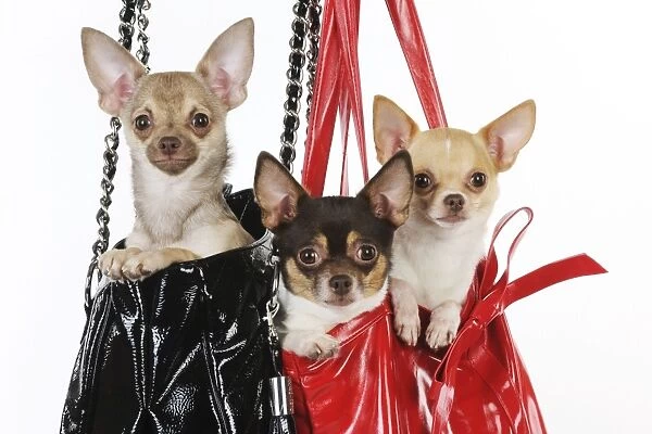 DOG. Chihuahuas in handbags