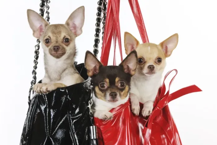 Framed Print : DOG. Chihuahuas in handbags Framed Print : DOG. Chihuahuas in handbags