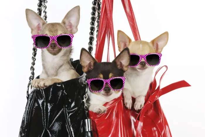 Framed Print : DOG Chihuahuas in handbags wearing pink glasses Framed Print : DOG Chihuahuas in handbags wearing pink glasses