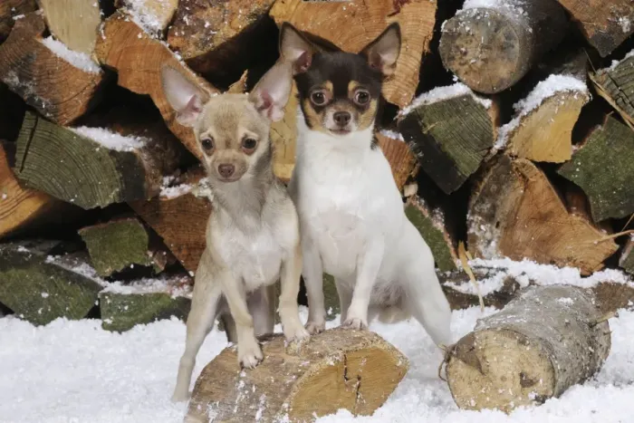 Framed Print : DOG. Chihuahuas in front of logs in snow Framed Print : DOG. Chihuahuas in front of logs in snow