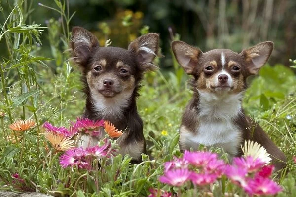 DOG - Chihuahuas sitting in flowerbed
