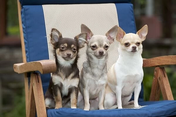 DOG - Chihuahuas sitting on garden chair