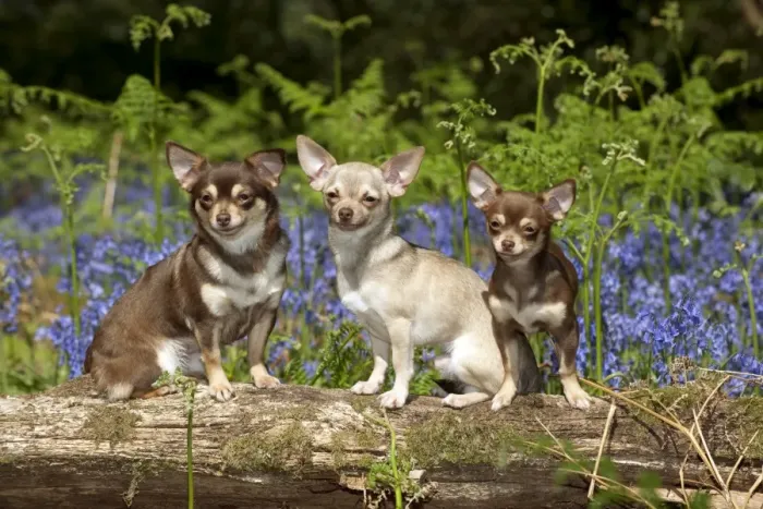 Framed Print : DOG - Chihuahuas sitting together on log in bluebells