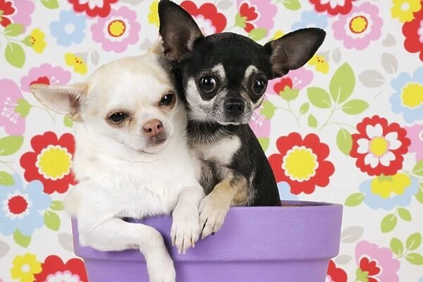 DOG. Chihuahuas sitting in a plant pot
