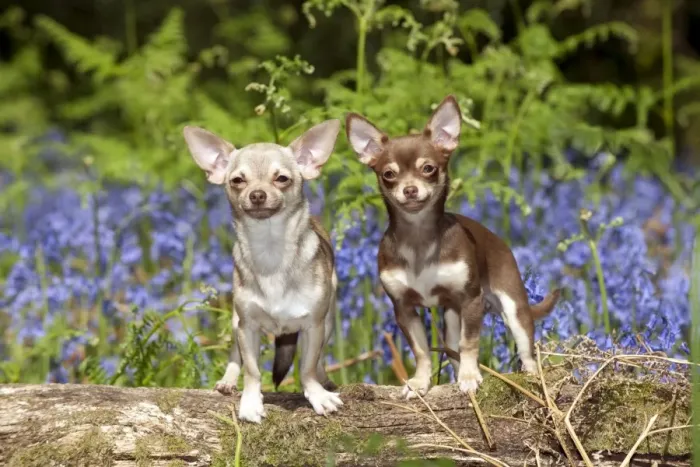 Framed Print : DOG - Chihuahuas standing in bluebells Framed Print : DOG - Chihuahuas standing in bluebells