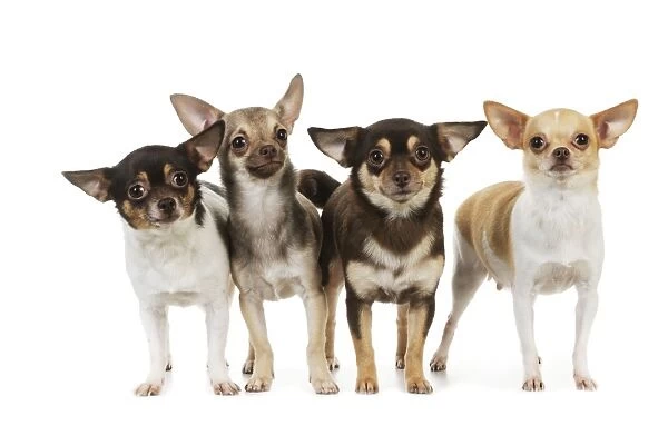 DOG. Chihuahuas standing in a row