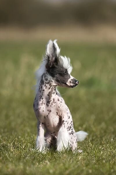 Dog - Chinese Crested Dog - in garden