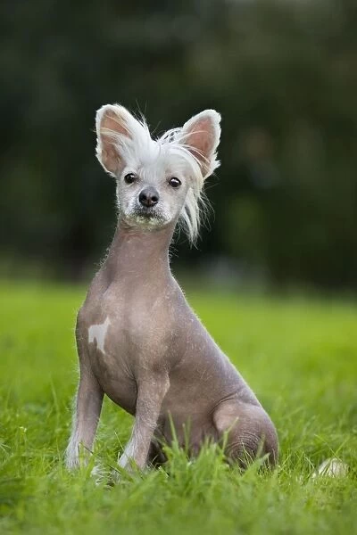 Dog - Chinese Crested Dog - in garden