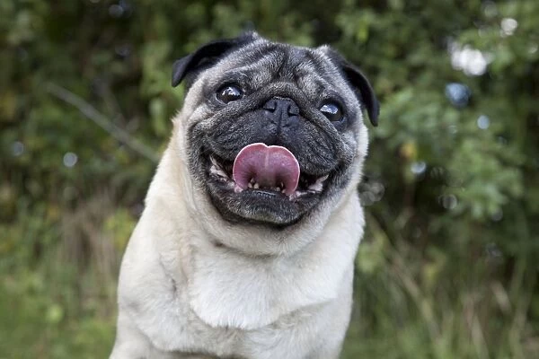 Dog - Chinese Pug - sticking tongue out
