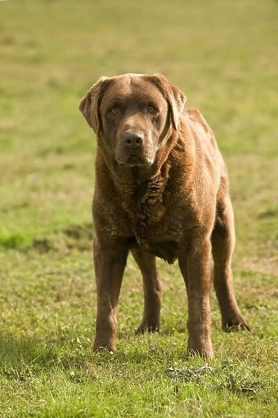 Dog - Chocolate Labrador