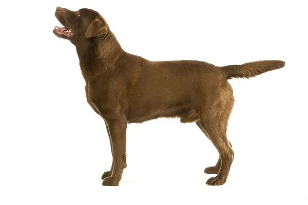 Dog - Chocolate Labrador