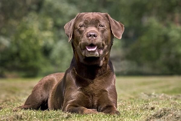 Dog - Chocolate Labrador - in garden