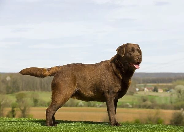 Dog - Chocolate Labrador outside