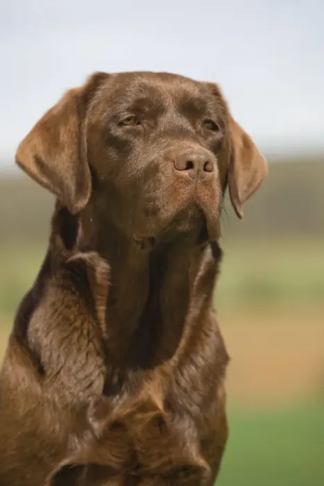 Framed Print : Dog - Chocolate Labrador outside Framed Print : Dog - Chocolate Labrador outside