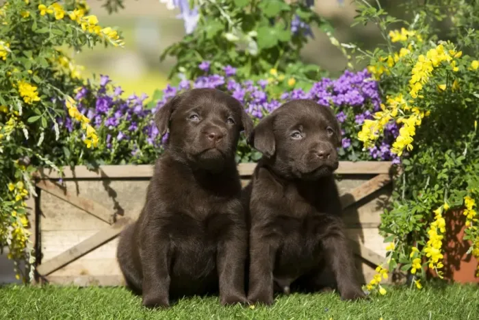 Framed Print : Dog - Chocolate Labrador puppies Framed Print : Dog - Chocolate Labrador puppies