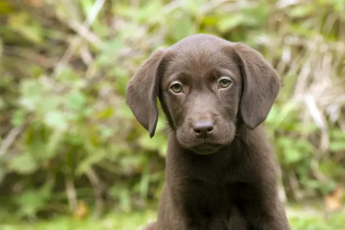 Framed Print : DOG - Chocolate labrador puppy (13 weeks) Framed Print : DOG - Chocolate labrador puppy (13 weeks)