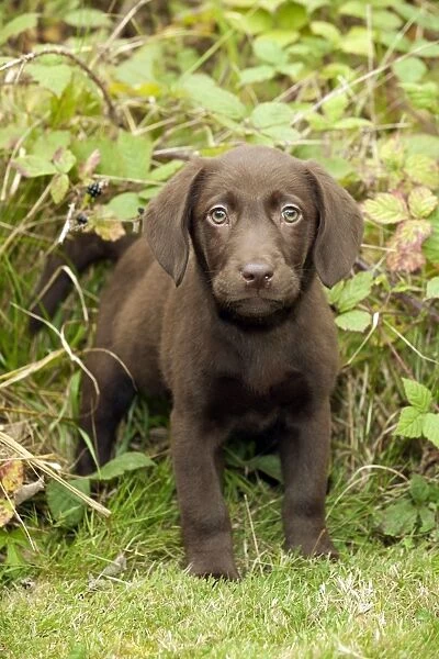 DOG. Chocolate labrador puppy (13 weeks)