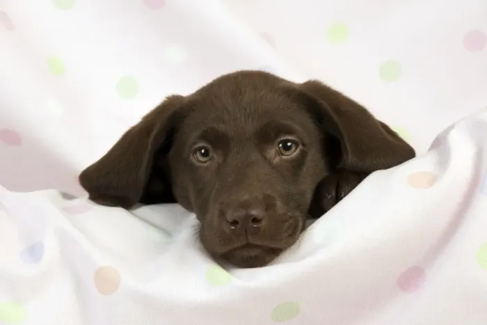 Framed Print : DOG - Chocolate labrador puppy (13 weeks) Framed Print : DOG - Chocolate labrador puppy (13 weeks)