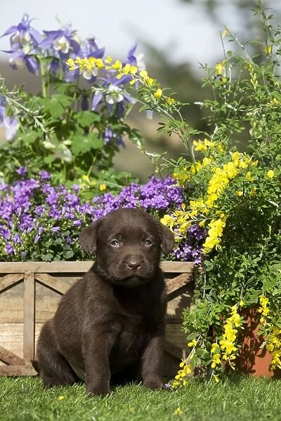Dog - Chocolate Labrador puppy