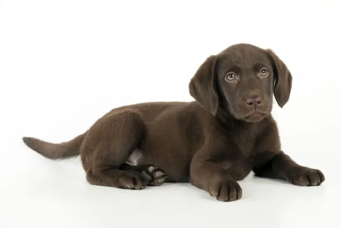 Framed Print : DOG. Chocolate labrador puppy laying down (13 weeks) Framed Print : DOG. Chocolate labrador puppy laying down (13 weeks)