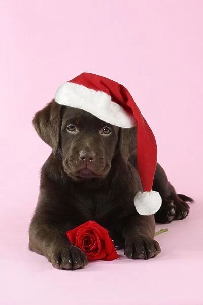DOG. Chocolate Labrador puppy laying down with rose Digital Manipulation: Hat JD, changed rose colour to red