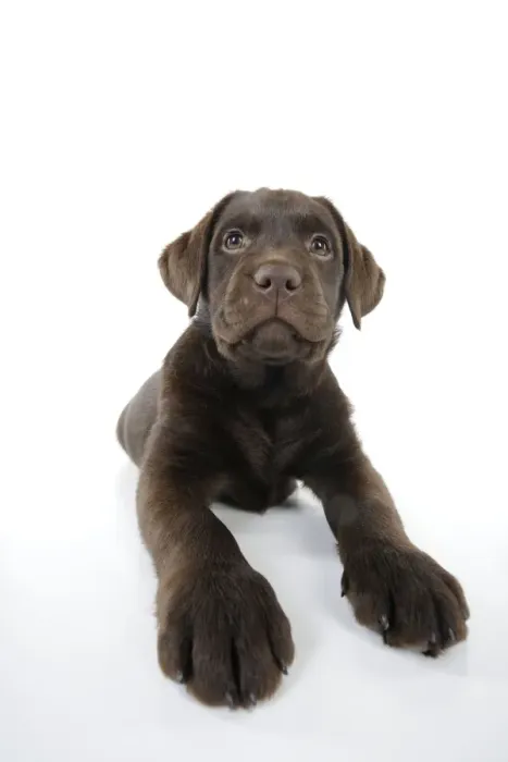 Framed Print : Dog - Chocolate Labrador puppy - lying down