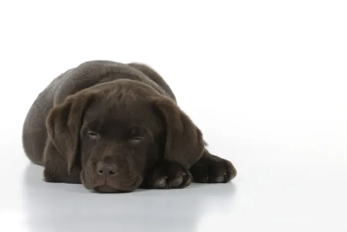 Framed Print : Dog - Chocolate Labrador puppy - lying down