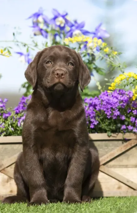 Framed Print : Dog - Chocolate Labrador puppy outside in garden Framed Print : Dog - Chocolate Labrador puppy outside in garden