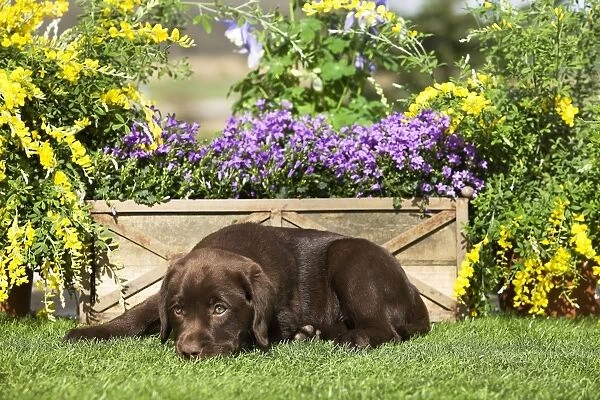 Dog - Chocolate Labrador puppy outside in garden