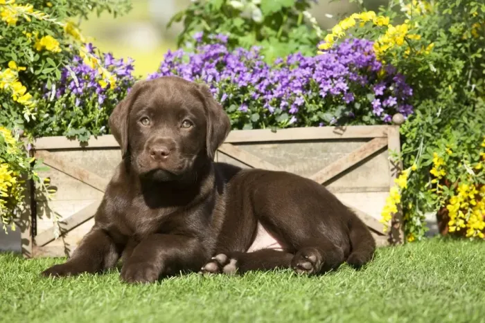 Framed Print : Dog - Chocolate Labrador puppy outside in garden Framed Print : Dog - Chocolate Labrador puppy outside in garden