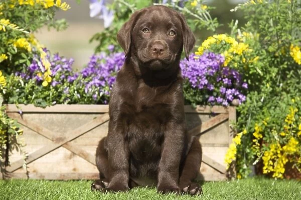 Dog - Chocolate Labrador puppy outside in garden