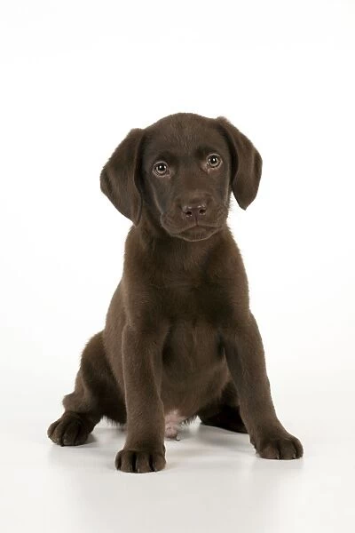 DOG - Chocolate labrador puppy sitting (13 weeks)