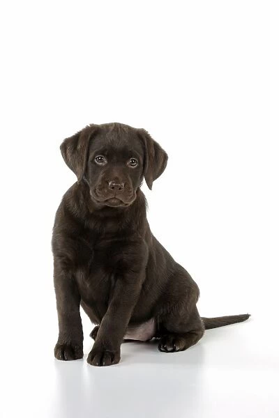 Dog - Chocolate Labrador puppy - sitting down