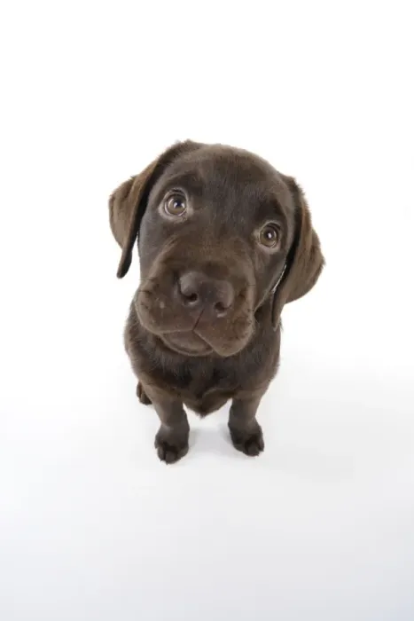 Framed Print : Dog - Chocolate Labrador puppy - sitting down Framed Print : Dog - Chocolate Labrador puppy - sitting down