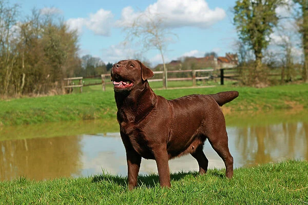 Dog - Chocolate Labrador Retriever