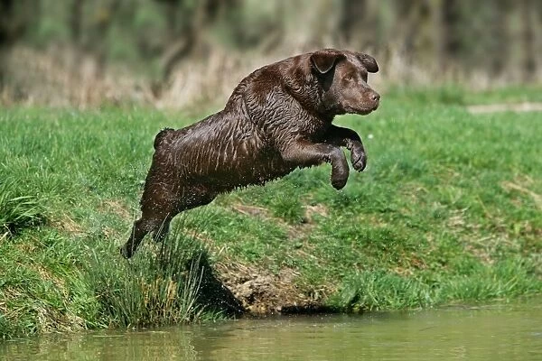 Dog - Chocolate Labrador Retriever jumping into water