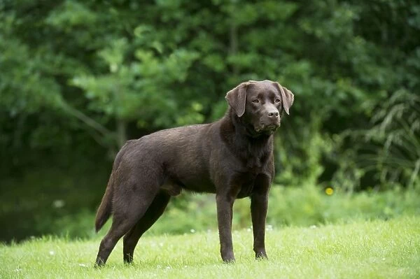 DOG - Chocolate labrador standing in garden