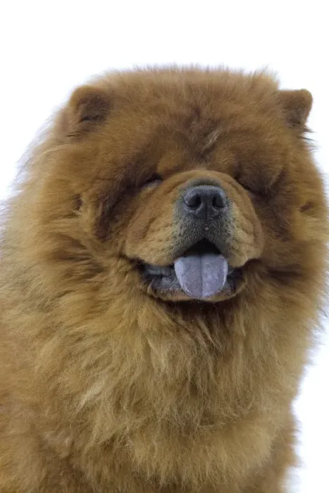 Framed Print : Dog - Chow Chow Framed Print : Dog - Chow Chow