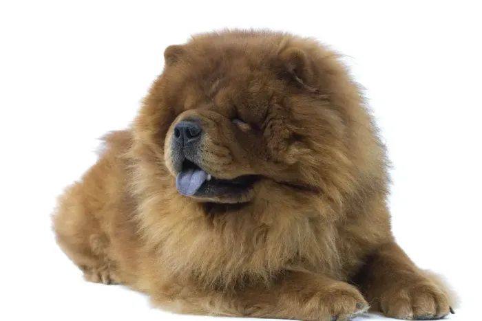 Framed Print : Dog - Chow Chow Framed Print : Dog - Chow Chow