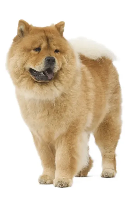 Framed Print : Dog - Chow chow - in studio Framed Print : Dog - Chow chow - in studio