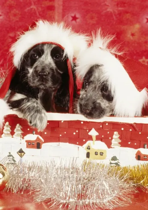 Framed Print : Dog - Christmas Framed Print : Dog - Christmas