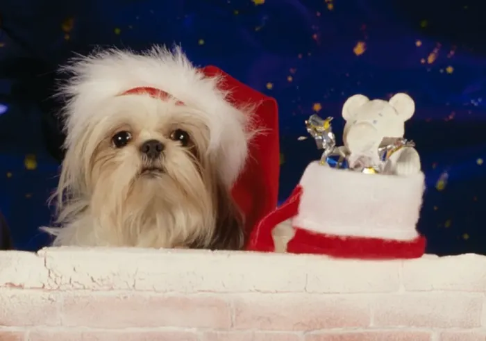 Framed Print : Dog - Christmas