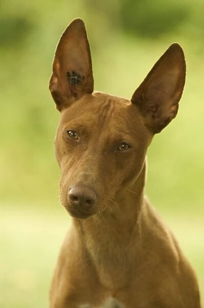 Dog - Cinerco dell'Etna  /  Sicilian Greyhound