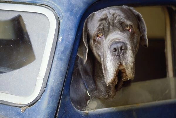 Dog - close-up wrinkly head in blue car window