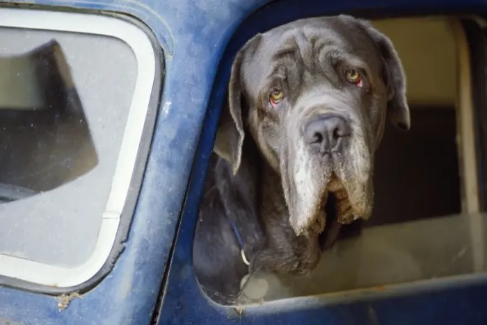 Framed Print : Dog - close-up wrinkly head in blue car window