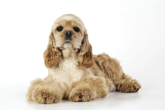 Framed Print : Dog. Cocker Spaniel Framed Print : Dog. Cocker Spaniel