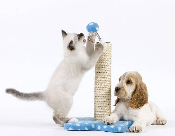 Dog - Cocker Spaniel with Cat - Birman kitten - playing with scratch post