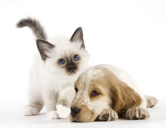 Framed Print : Dog - Cocker Spaniel with Cat - Birman kitten Framed Print : Dog - Cocker Spaniel with Cat - Birman kitten