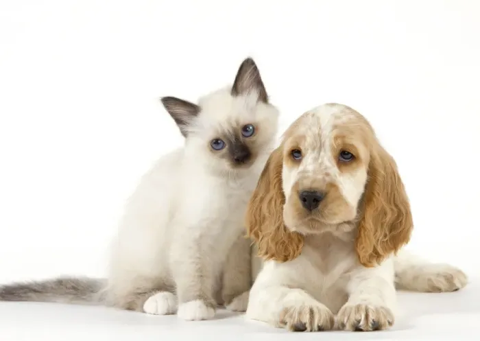 Framed Print : Dog - Cocker Spaniel with Cat - Birman kitten